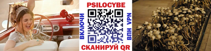цены наркотик  Шахунья  Псилоцибиновые грибы Psilocybe 